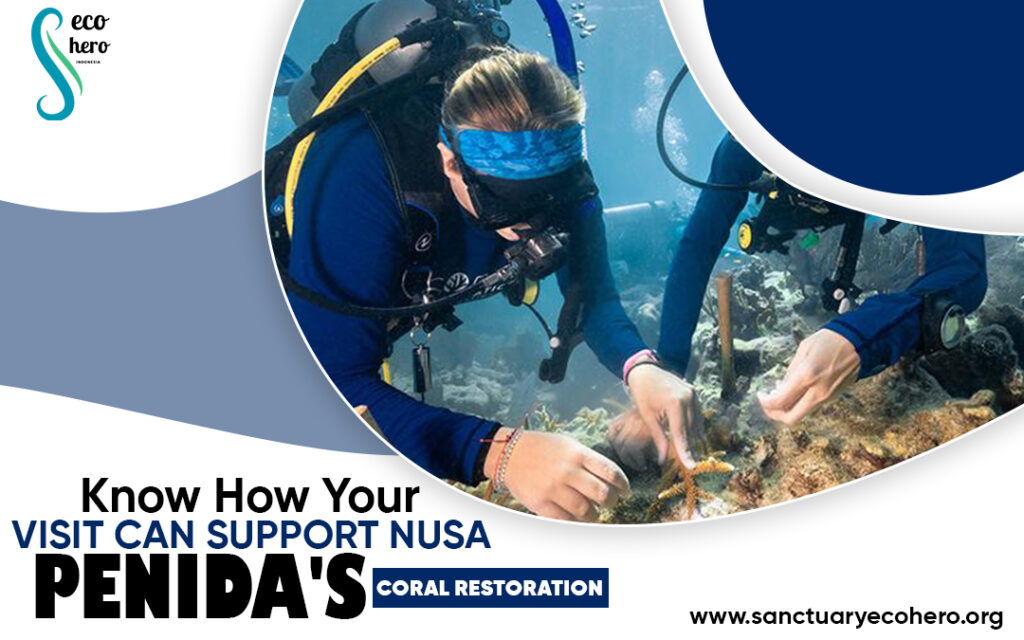 Support-Nusa-Penidas-Coral-Restoration