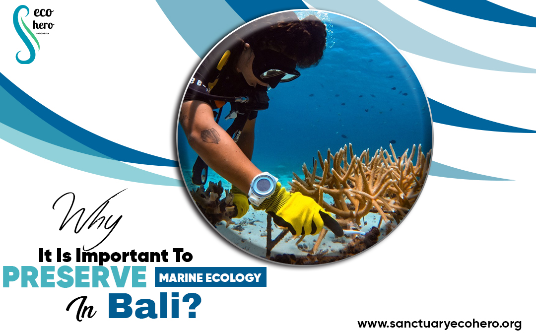 Why It Is Important To Preserve Marine Ecology In Bali?